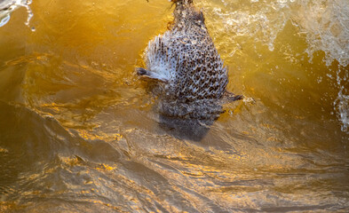 Dead pufferfish floating in a breaking wave along the shoreline. © nilanka