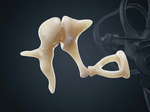 Inner ear ossicle chain model showcasing intricate bone structure and detail