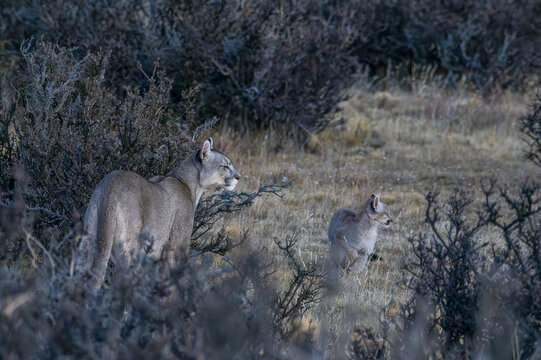 Female Puma and cub on alert Patagonia