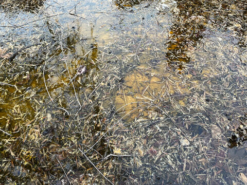 Lake reeds on dirty lake water in Istanbul, Turkey.