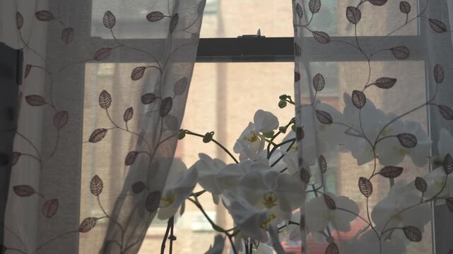 Soft sunlight shines through sheer patterned curtains illuminating a white orchid on a windowsill inside a cozy home interior. The scene shows a calm domestic space with plants, window light, and