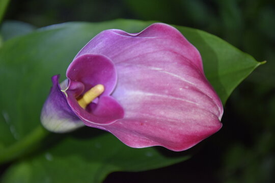Beautiful Purple Calla Lily Flower Macro