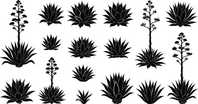Black and white agave and yucca plants illustration