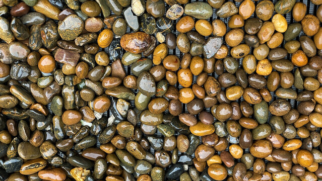 A top view of wet, decorative river pebbles laid over a drainage grate. A textured backdrop for landscape design, drainage, and landscaping.