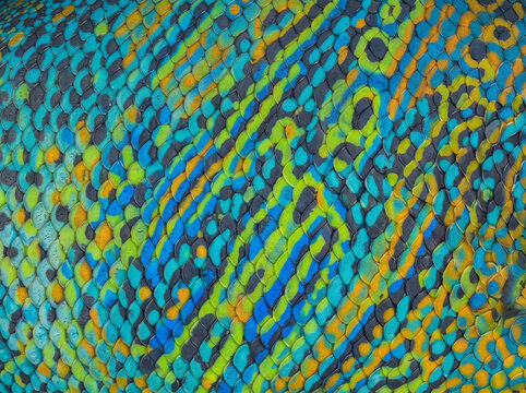 Close-up tropical triggerfish scale texture with vivid turquoise, blue, lime, orange and dark markings, creating a colorful marine pattern for backgrounds and design.