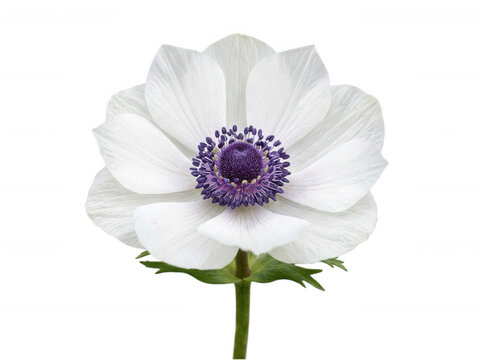 White anemone flower with purple center isolated on transparent