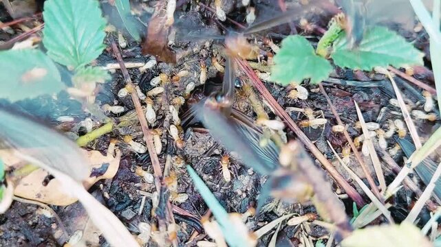 Swarming Termites Emerging From Soil Nest During Natural Nuptial Flight