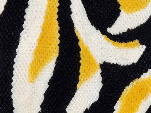 Close-up Moorish idol fish scale texture with bold black, white and yellow bands, creating a striking tropical marine pattern for backgrounds, textiles and decorative design.