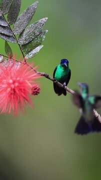 Shiny Green Hummingbird Perched on a Branch Near a Red Powderpuff Flower