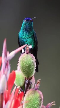 Iridescent Sapphire Vented Puffleg Hummingbird Perched on a Tropical Flower Bud