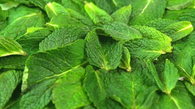 Fresh organic mint leaves close up shot showing vibrant green foliage