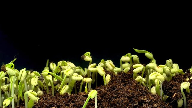 Mung beans rapid growth time lapse shows healthy sprouts emerging from