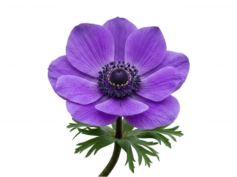 Single purple anemone with stem isolated on a transparent background