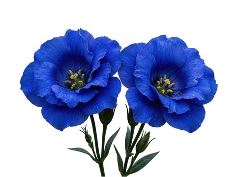 Two blue eustoma flowers on stems isolated on transparent background