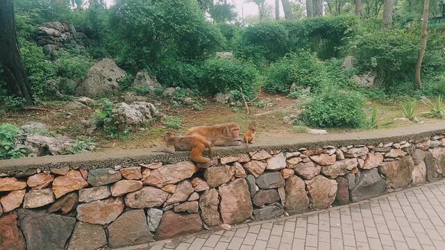 Wild Rhesus Macaque Monkeys Resting On Stone Retaining Wall