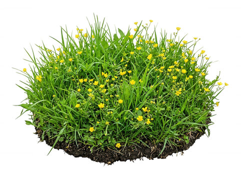 Patch of yellow buttercups with green grass isolated on transparent background