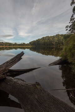 Reflections in the calm Beedelup Lake with fallen trees in the foreground, and karri forest surrounding. Beedelup, Western Australia, Australia.