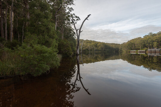 Dead karri tree in the margin of Beedelup Lake, reflected in the calm water. Beedelup, Western Australia, Australia.