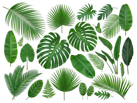 Set of various tropical palm leaves isolated on transparent background