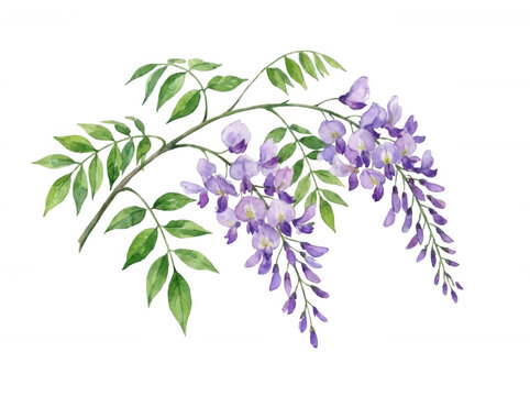 Single branch of purple wisteria isolated on transparent background