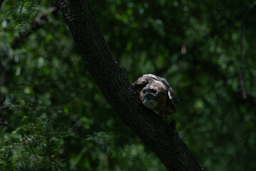 Fototapeta premium A Mottled wood Owl perched on a thick tree trunk in a dense forest. The wild raptor is captured in moody, natural woodland lighting, face against a soft, leafy background. The background is dark.