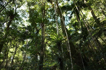 Fototapeta premium Lush Subtropical Rainforest Canopy with Epiphytes and Palm Trees