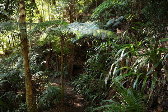 Lush Subtropical Rainforest Path with Tree Ferns and Dense Vegetation