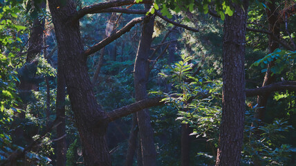Fototapeta premium Sunlight Filtering Through Dense Forest Canopy, Illuminating Green Leaves and Tree Trunks in a Wild Woodland Scene