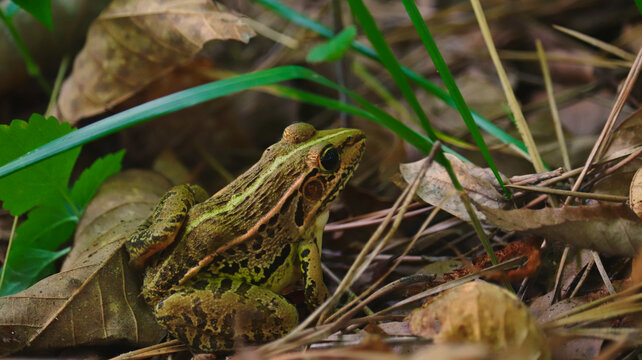 Leopard Frog Camouflaged in Natural Forest Habitat Among Dry Leaves and Green Grass