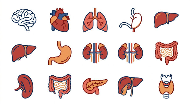 Colorful flat icons of human body organs and systems.