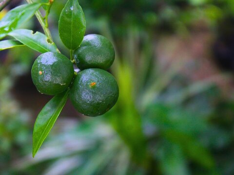 Fresh green limes growing on tree branch with leaves in garden outdoor for organic food production, agriculture harvest, and natural citrus ingredient concept.