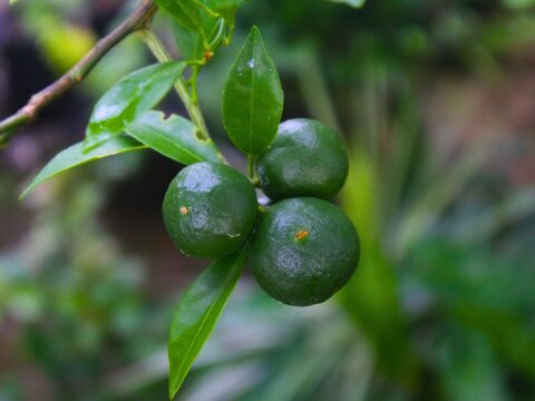 Fresh green limes growing on tree branch with leaves in garden outdoor for organic food production, agriculture harvest, and natural citrus ingredient concept.