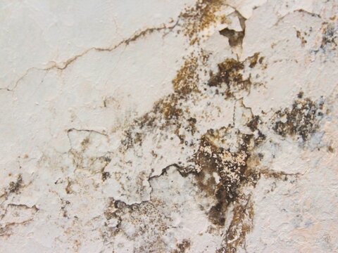 Cracked wall paint with mold damage close up for building maintenance, home renovation, damp moisture repair, and property inspection concept.