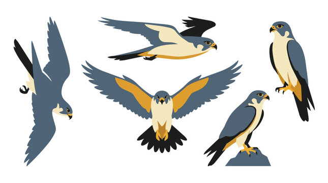Peregrine falcon set and bird of prey in flight with wings, hunting and wildlife nature. Eagle, hawk and predator icons in sky with wingspan, soaring and feather detail for animal branding design