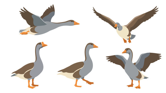 Goose, geese set and waterfowl with bird collection on white for farming, nature and poultry farming. Farm animals, livestock and flying gander with wing spread, walking and standing wildlife. Rural 