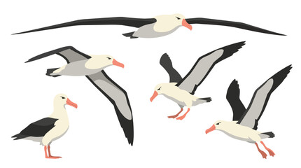 Obraz premium Albatross bird set and flying seagull in sky for nature wildlife documentary, animal education and nautical theme. Sea birds, petrel and wingspan with migration, ocean life and aquatic species icon