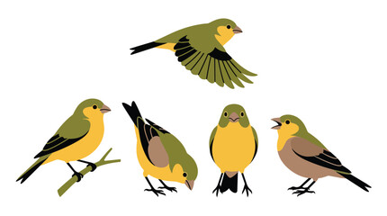 Fototapeta premium Bird greenfinch set and small songbird collection for nature design, educational posters and animal wildlife graphics. Flying finch, yellow feathers and wild life icons for logo and biology study