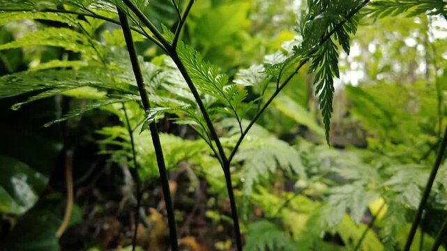 Delicate green fern fronds with fine leaves in garden close-up outdoors nature stock photo frame rain time