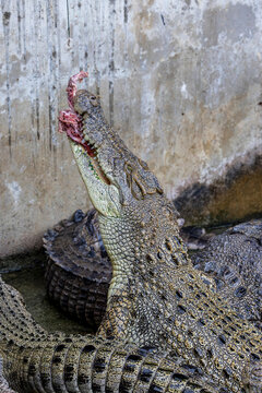 Visitors feed crocodiles with fishing rods at Sriayuthaya Lion Park in Ayutthaya, Thailand.