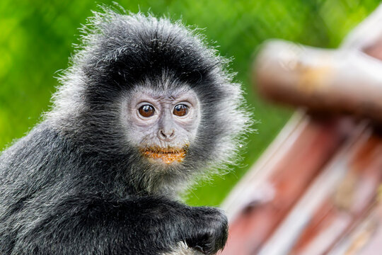 A baby Javan Lutung (Trachypithecus auratus), also called the Ebony Lutung or Javan Langur, eating a carrot.