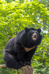 Fototapeta premium A seated Asiatic black bear Ursus thibetanus rests calmly, showing its dark coat and distinctive crescent-shaped chest marking.