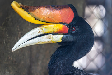 The rhinoceros hornbill (Buceros rhinoceros) is a large species of forest hornbill. It is the state bird of the Malaysian state of Sarawak and the country's national bird © Danny Ye
