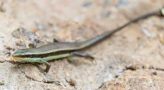 A Long-tailed Sun Skink Eutropis longicaudata rests on the ground, displaying its sleek body, smooth scales, and remarkably long tail.