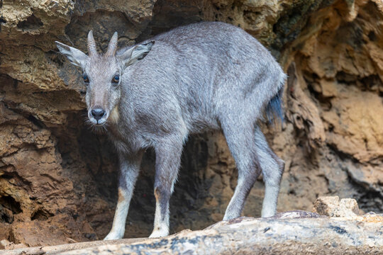 A Burmese Goral (Naemorhedus evansi) climbing across a steep rocky cliff with remarkable balance and agility.