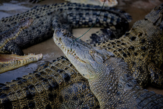 Visitors feed crocodiles with fishing rods at Sriayuthaya Lion Park in Ayutthaya, Thailand.