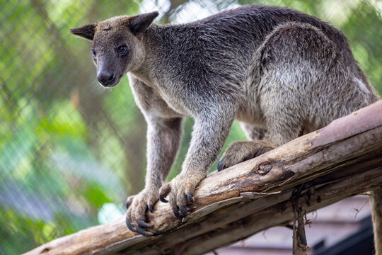 The Grizzled Tree-Kangaroo (Dendrolagus inustus) is a tree-dwelling marsupial found in the rainforests of New Guinea and nearby islands. It has a distinctive grizzled or speckled fur pattern