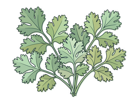 Fresh cilantro herb bunch illustration