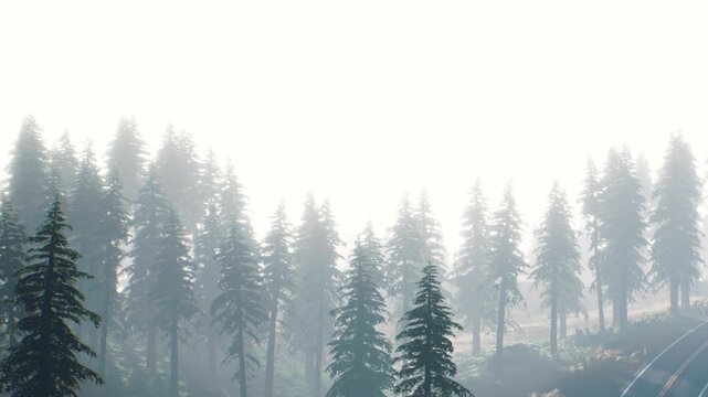 Fog fills the air in a forest during the morning. Tall trees stand along the road, creating a mysterious scene. The atmosphere appears dreamy and unclear, inviting curiosity.