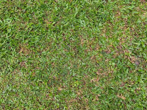 Close-up of mixed green and brown grass showing blade density, color variation, and surface texture; useful for assessing lawn health, dryness, and small-scale soil exposure.