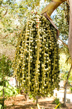 A cluster of green bacaba fruit, also known as bacaba-a&ccedil;u or bacaba-verdadeira, from a palm tree with the scientific name Oenocarpus bacaba, in the city of Pedro II, Piau&iacute;, in northeastern Brazil